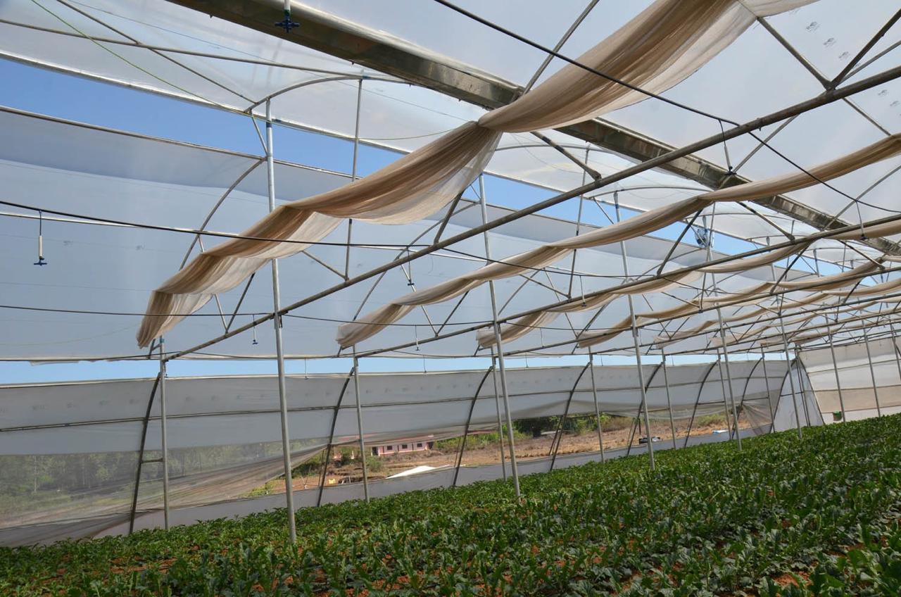 Greenhouse Project 61